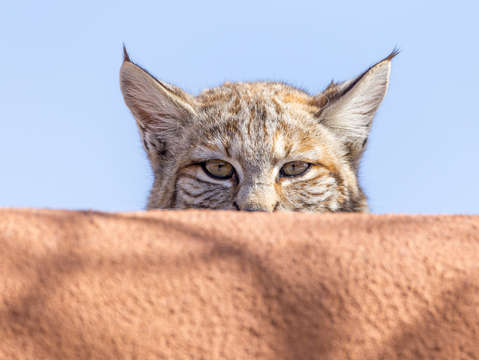 Bobcat ii