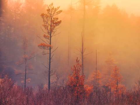 Pine among the fog
