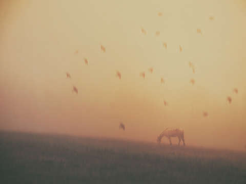 Foggy pony