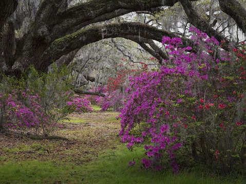 Magnolia 11