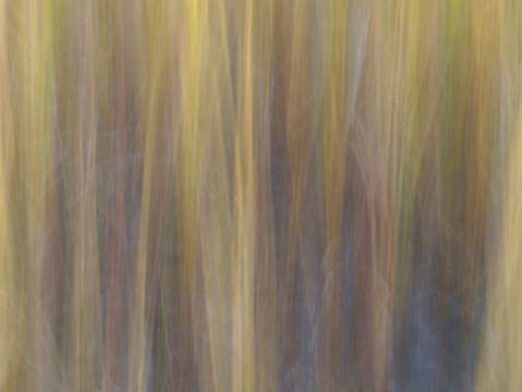 Reeds 3