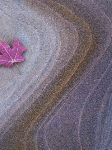 Leaf on sandstone
