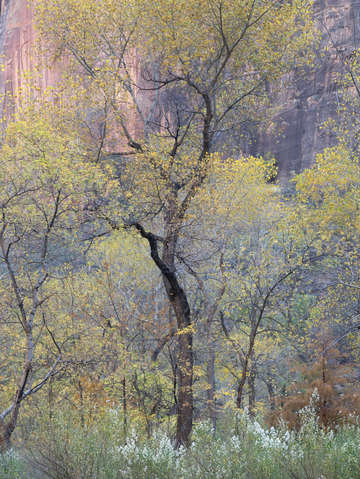 Cottonwood 2
