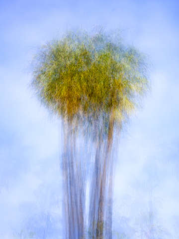 2 pretty palms