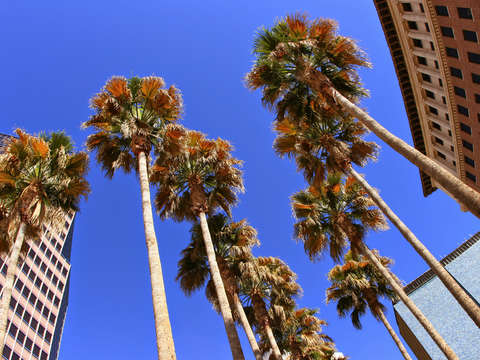 Palm trees downtown tucson