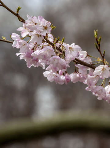Cherry blossoms 2018