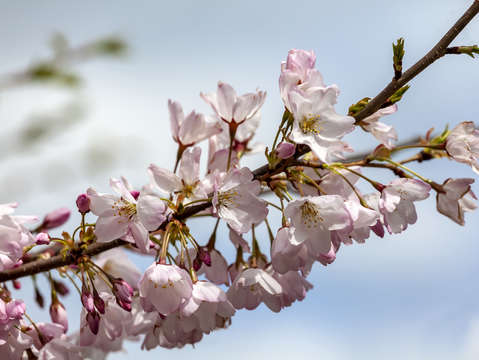 Cherry blossoms 2018 2