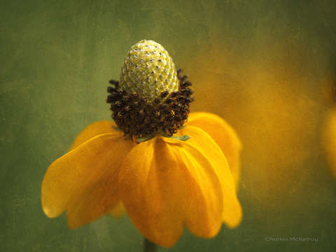 Yellow greenthread