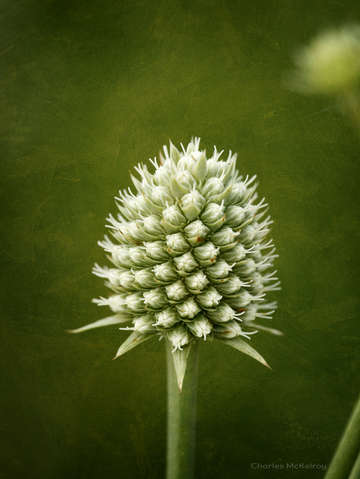 White cone flower