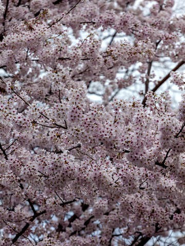 Cherry trees 2018 3