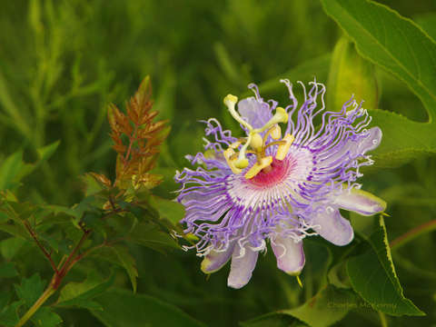 Purple passion