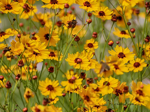 Blackeyed susan
