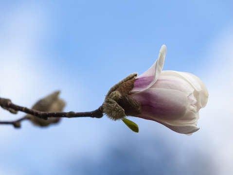 Magnolia blossom spring 2018