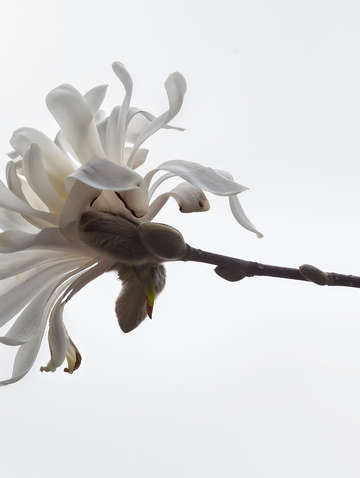 Magnolia blossom spring 2018 2