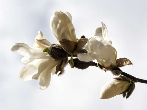 Magnolia blossom spring 2018 3