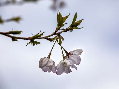 Cherry blossoms 2018 3