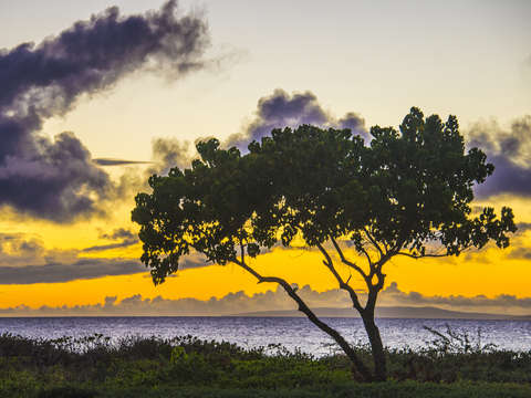 Hawaiian banyan tree