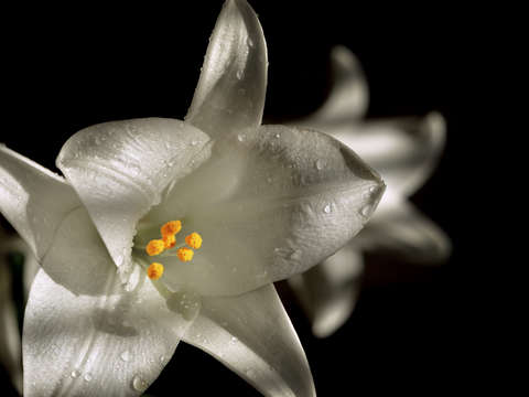 Lilium liliaceae