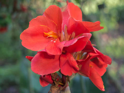 Red irises ii