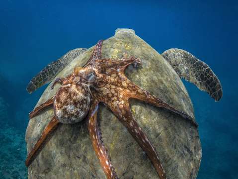 Turtle back ride