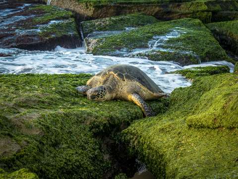 Seagrass slumber 1