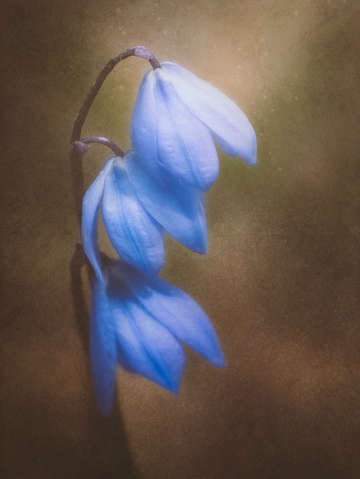 Trio of spring flowers