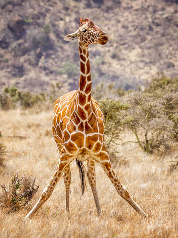 Giraffe yoga 5942