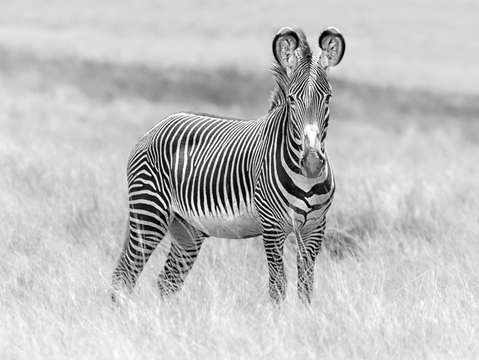 Grevy zebra 5953