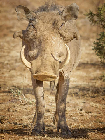 Warthog 6823