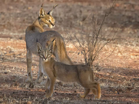 Caracal cats 7301