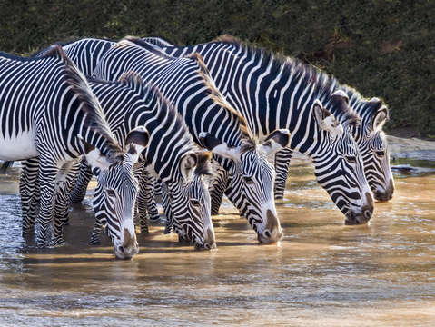 Meet for a drink 7534