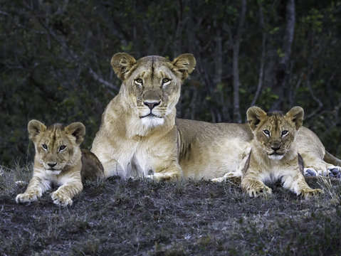 Kenya lion family 0163