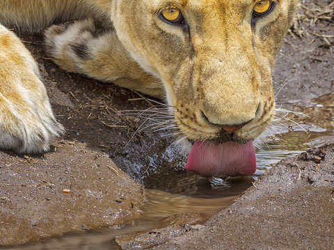 Lick 8139