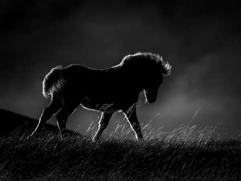 Backlit pony 7621