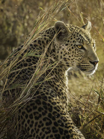 Leopard in waiting 7782