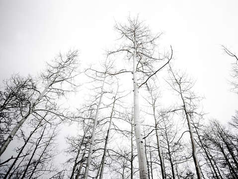 Aspen ideals 2