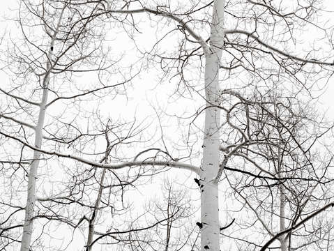 Aspen ideals 3