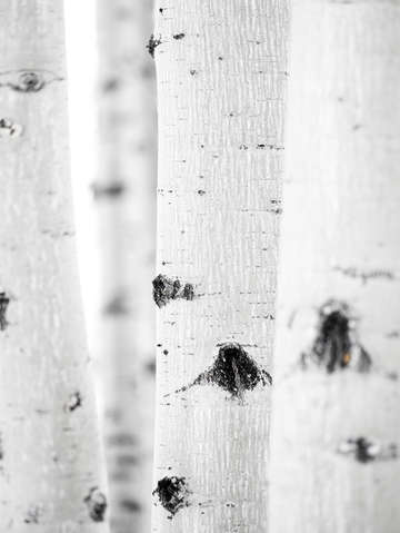 Aspen ideals 5