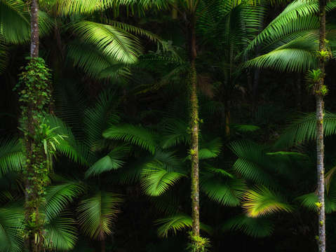 Enchanted forest 4