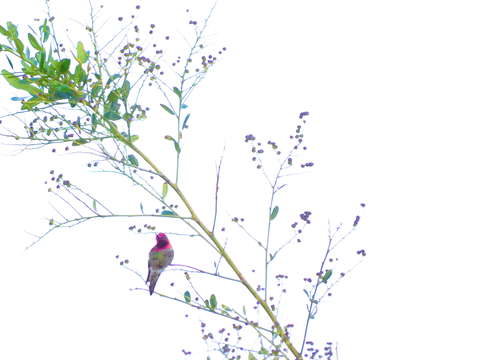 Humming bird