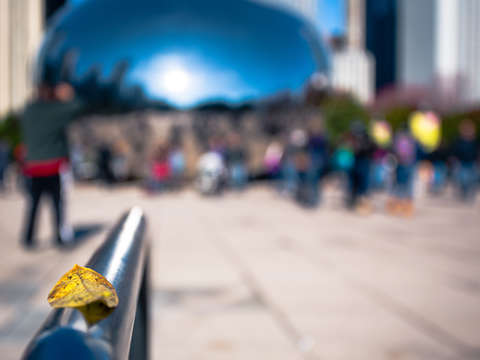 Fall at the bean