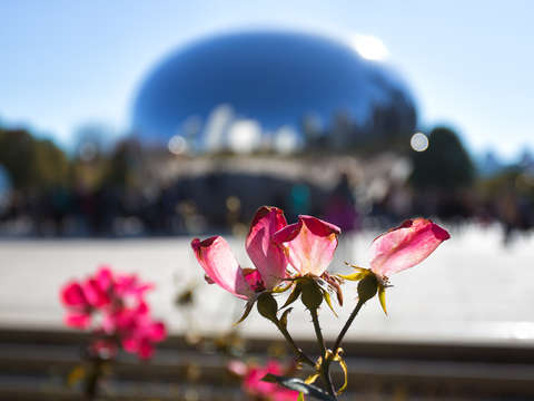 Flowers at the bean