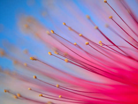 Sea of stamens