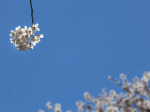 Cherry blossoms 2018 5