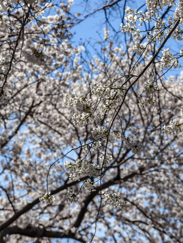Cherry trees 2018 4