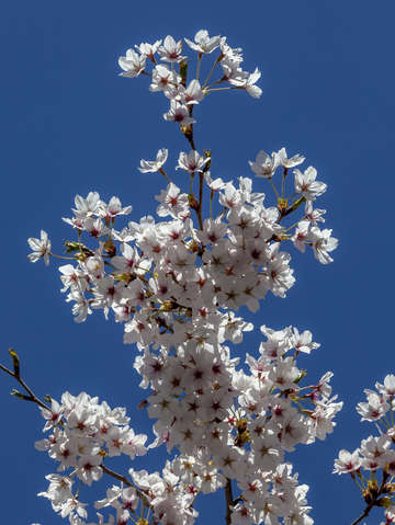 Cherry blossoms 2018 6