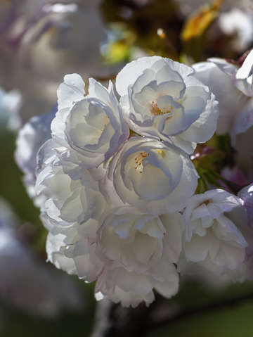 Cherry blossoms 2018 7