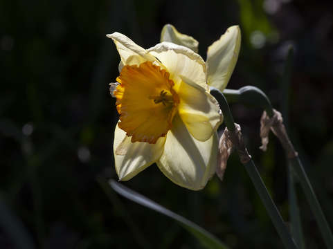 Narcissus 2