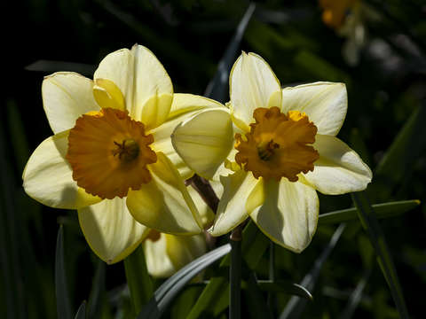 Narcissus 2 2