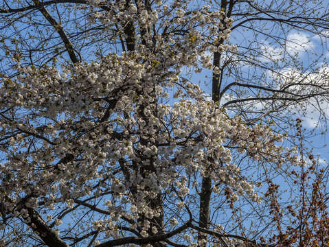 Cherry trees 2018 4 2